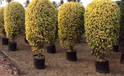 VanamaliGardens_FlowerPlants