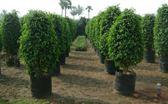 VanamaliGardens_FlowerPlants