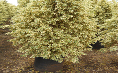 VanamaliGardens_FlowerPlants