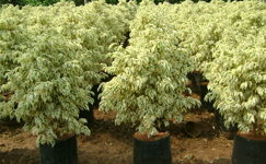 VanamaliGardens_FlowerPlants