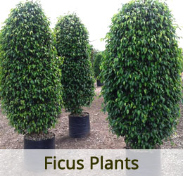 www.vanamaligardens.com_Product