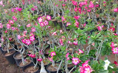 VanamaliGardens_FlowerPlants