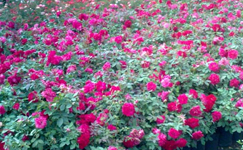 VanamaliGardens_FlowerPlants