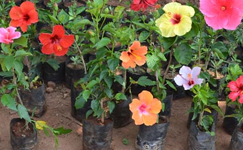VanamaliGardens_FlowerPlants