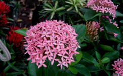 VanamaliGardens_FlowerPlants