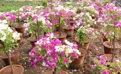 VanamaliGardens_FlowerPlants