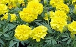 VanamaliGardens_FlowerPlants