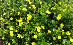 VanamaliGardens_FlowerPlants