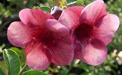 VanamaliGardens_FlowerPlants