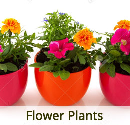 www.vanamaligardens.com_Product