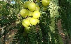 VanamaliGardens_FlowerPlants