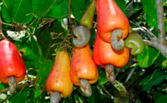 VanamaliGardens_FlowerPlants