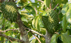 VanamaliGardens_FlowerPlants
