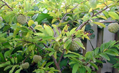 VanamaliGardens_FlowerPlants