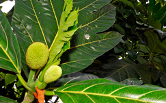 VanamaliGardens_FlowerPlants
