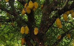 VanamaliGardens_FlowerPlants