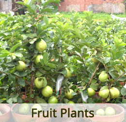 www.vanamaligardens.com_Product