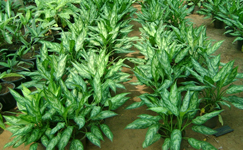 VanamaliGardens_FlowerPlants