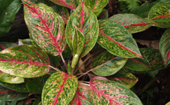 VanamaliGardens_FlowerPlants