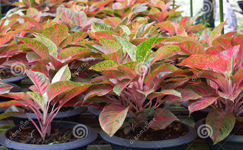 VanamaliGardens_FlowerPlants