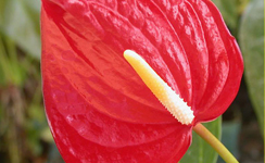 VanamaliGardens_FlowerPlants