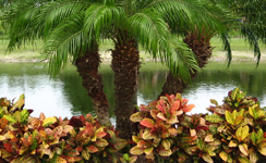 VanamaliGardens_FlowerPlants