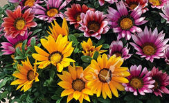 VanamaliGardens_FlowerPlants