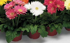 VanamaliGardens_FlowerPlants