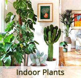 www.vanamaligardens.com_Product