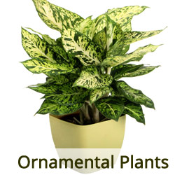 www.vanamaligardens.com_Product
