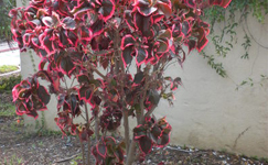 VanamaliGardens_FlowerPlants
