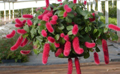 VanamaliGardens_FlowerPlants