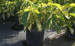 VanamaliGardens_FlowerPlants