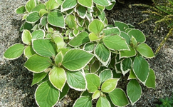 VanamaliGardens_FlowerPlants