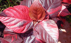 VanamaliGardens_FlowerPlants