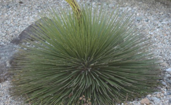 VanamaliGardens_FlowerPlants