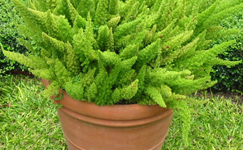 VanamaliGardens_FlowerPlants