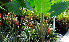 VanamaliGardens_FlowerPlants