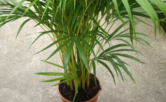 VanamaliGardens_FlowerPlants