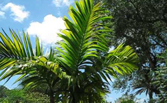 VanamaliGardens_FlowerPlants