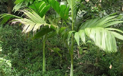 VanamaliGardens_FlowerPlants