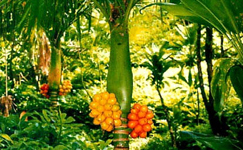 VanamaliGardens_FlowerPlants