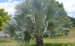 VanamaliGardens_FlowerPlants