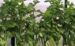 VanamaliGardens_FlowerPlants