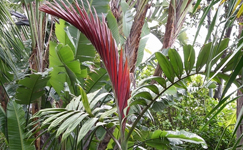 VanamaliGardens_FlowerPlants
