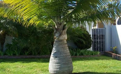 VanamaliGardens_FlowerPlants
